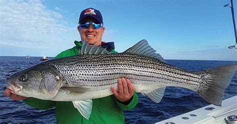 Striped bass .